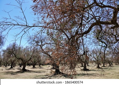 Olive grove in Puglia affected by the olive tree disease called Complex of Rapid Drying of Olive Xylella. Otranto, Salento, Puglia, Italy