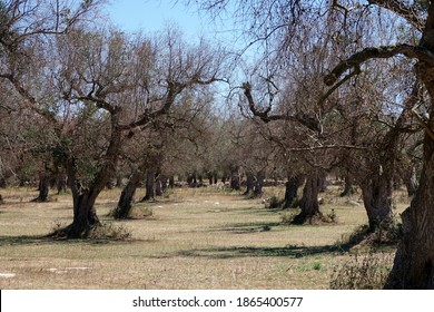 Olive grove in Puglia affected by the olive tree disease called Complex of Rapid Drying of Olive Xylella. Otranto, Salento, Puglia, Italy