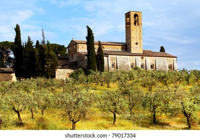 Olive Grove In Tuscany, Italy, Europe