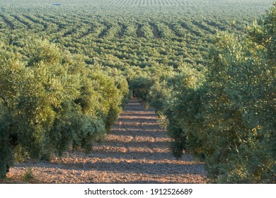 olive groves destined for the production of olive oil in Puente Genil, Cordoba. Spain - Shutterstock ID 1912526689