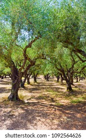 Olive groves of the island of Zakynthos, Greece.