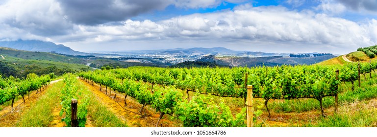 Olive groves and vineyards surrounded by mountains along the Helshoogte Road between the historic towns of Stellenbosch and Franschhoek in the wine region of Western Cape of South Africa - Shutterstock ID 1051664786