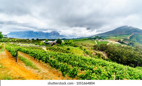 359 Stellenbosch trees winelands Images, Stock Photos & Vectors ...