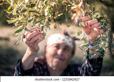 Olive harvest. Hands working...Old woman is picking olives.