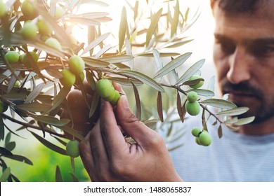 Olive harvest. Hands working. Young farmer man is picking olives. - Powered by Shutterstock
