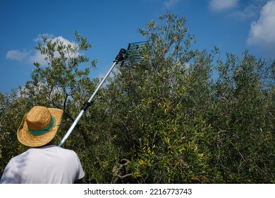  Olive harvest season: farmer harvesting olives with picking machine (olive shaker) in olive grove for olive oil production on sunny day                             - Powered by Shutterstock