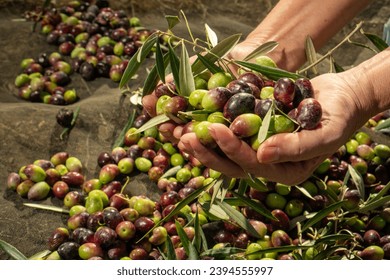 Olive harvesting in the olive fields of Andalusia - Powered by Shutterstock