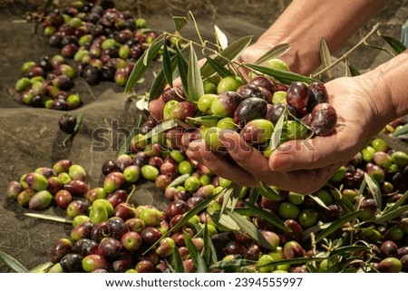Olive harvesting in the olive fields of Andalusia Zdjęcia stock © 