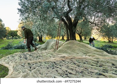 Olive Harvesting In Tuscany