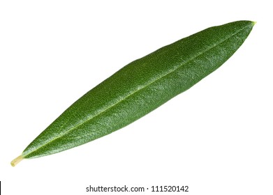 Olive Leaf Isolated On White