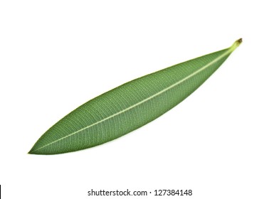 Olive Leaf On White Background