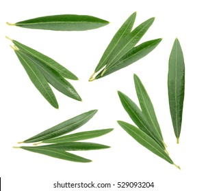 Olive leaves isolated on white, without shadow - Shutterstock ID 529093204