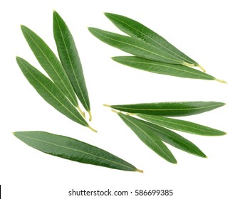 Olive Leaves Isolated On White, Without Shadow