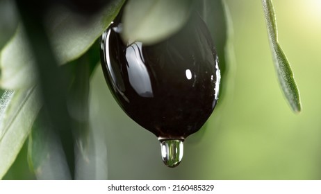 Olive oil drops from black olive berry close up, macro shot. Fresh pressed extra virgin olive oil concept. - Powered by Shutterstock