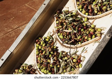 Olive oil production plant. Conveyor belt constantly feeding olives into small scale olive oil mill factory for extracting extra virgin olive oil.	 - Powered by Shutterstock