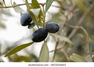 Olive Olives For Oil , Leaf Tree Natural Food Background