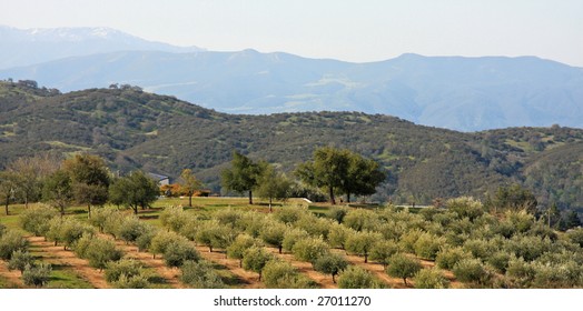 Olive Orchard In Central California