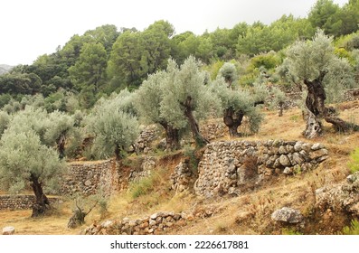 Olive orchard in Mallorca. Olive trees gowing on terraces decided by stone walls. Masive stone walls creating olive orchard. Old silver and green olive trees with curved trunks. Pines in a background. - Shutterstock ID 2226617881