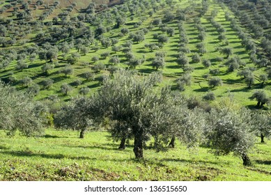 Olive Orchards In The Andalusia Region Of Spain