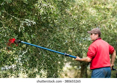 Olive Picking