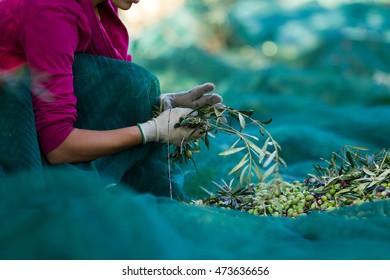 Olive Picking