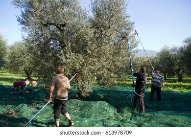 Olive Picking