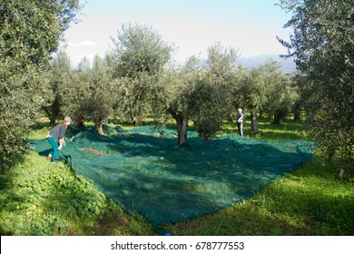 Olive Picking During The Harvesting Time