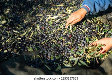 Olive picking time , Peasant Hands during Olives Harvesting , Farmer sorting freshly harvested olives. High quality photo - Powered by Shutterstock