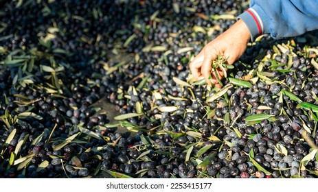 Olive picking time , Peasant Hands during Olives Harvesting , Farmer sorting freshly harvested olives. High quality photo - Powered by Shutterstock