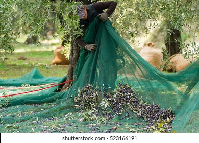 Olive Picking, Using The Net