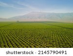 Olive Plantation in Bakersfield, California. Aerial shot