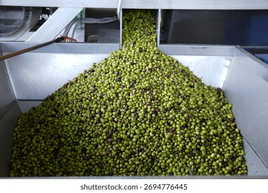 Olive processing line. Freshly picked olives are processed in a modern oil mill. Green and purple olives are fed onto a conveyor for cleaning and pressing.