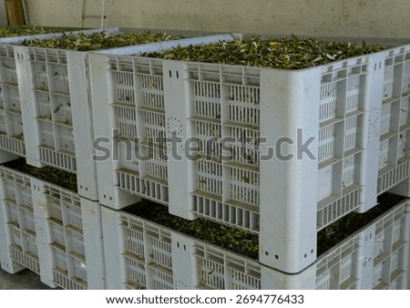 Olive processing line. Freshly picked olives are processed in a modern oil mill. Green and purple olives are fed onto a conveyor for cleaning and pressing.