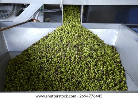 Olive processing line. Freshly picked olives are processed in a modern oil mill. Green and purple olives are fed onto a conveyor for cleaning and pressing.
