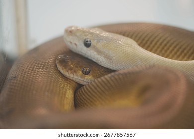 The Olive Python is one of Australia’s largest non-venomous snakes, known for its glossy olive-colored scales. Found in rocky gorges and savannas, it’s a powerful constrictor and skilled swimmer.