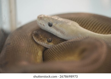 The Olive Python is one of Australia’s largest non-venomous snakes, known for its glossy olive-colored scales. Found in rocky gorges and savannas, it’s a powerful constrictor and skilled swimmer.