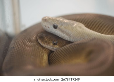 The Olive Python is one of Australia’s largest non-venomous snakes, known for its glossy olive-colored scales. Found in rocky gorges and savannas, it’s a powerful constrictor and skilled swimmer.