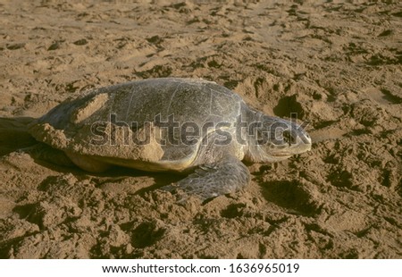 An Olive Ridley Sea turtle (female) that has come for nesting on Rushikulya beach, Ganjam dist. of Orissa, India
