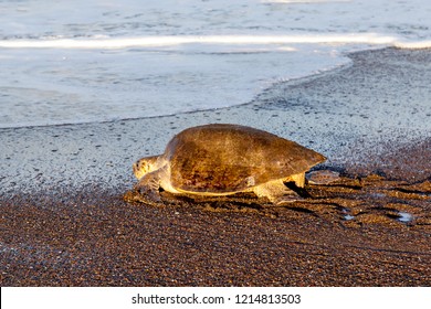 An olive ridley sea turtle (Lepidochelys olivacea) returning to the sea after laying eggs on the beach in the morning at Ostional Wildlife Refuge in Costa Rica, one of turtle nesting activity.