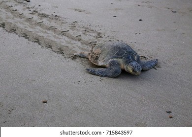 Olive ridley sea turtle on beach in Nicaragua