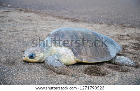 Olive Ridley Sea Turtle on beach