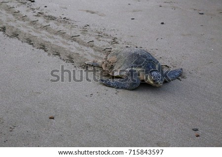 Olive ridley sea turtle on beach in Nicaragua