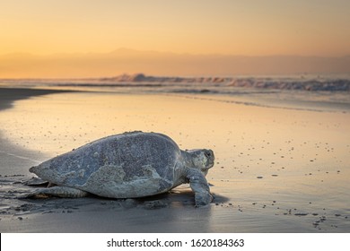 Olive ridley sea turtle returning to the ocean