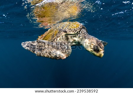 An olive ridley sea turtle swims in the Pacific ocean off Costa Rica's Corcovado peninsula