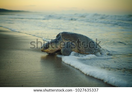 Olive ridley turtle going out of the sea to lay eggs