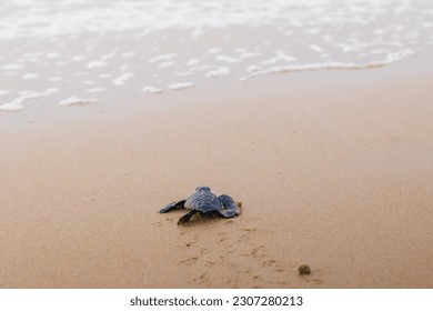 Olive Ridley turtle hatchling crawling on sand of sea beach towards the ocean leaving mark on sand. white sea foam of wave seen at a distance. Concept of children aspiring towards bright future. - Shutterstock ID 2307280213