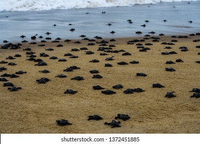 Olive Ridley Turtles Mass Hatching