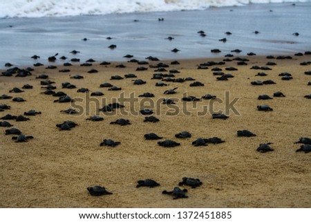 Olive Ridley Turtles Mass Hatching