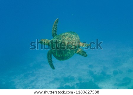Olive ridley Turtle,sea turtles swimming in the blue ocean