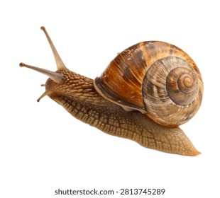 Olive Shell Snail Single Olive Shell Snail Crawli Isolated On White Background